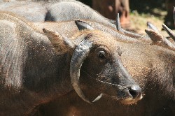 Bffel zwischen Tempeln