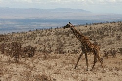 Giraffe Ngoro