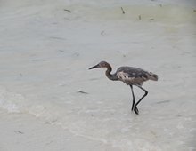 Holbox Vogel_rs