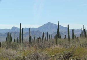 Mulege BCSIMG_1236_rs