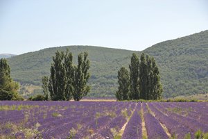 ProvenceIMG_3205_rs