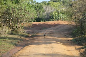 Sri LankaIMG_5857_rs