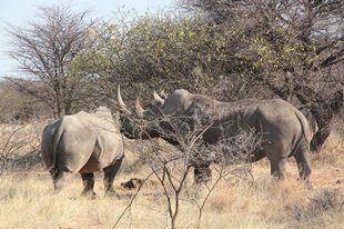 Waterberg NamibiaIMG_0974_rs