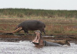 Hippo pool