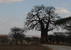 baobab bume
