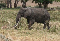 elefant stosszhne