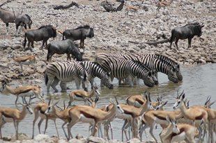 etosha parkIMG_0346_rs