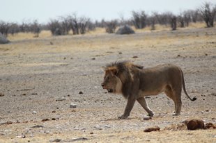 etosha parkIMG_0561_rs