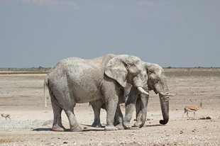 etosha parkIMG_0581_rs