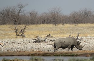 etosha parkIMG_0762_rs