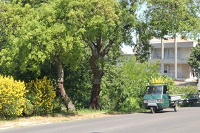 sardinien IMG_7197_rs