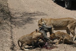 schlachtfest der Lwen