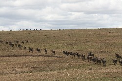 teile der migration